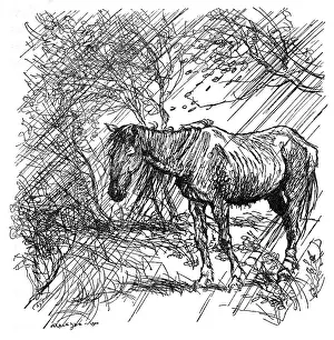 Fairytales: Illustration, The Fox and the Horse