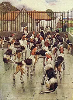 Foxhounds: Illustration, foxhounds howling in chorus