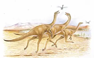 Highlighting: Illustration of Gallimimus catching insects
