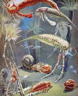 Huxley: Illustration of gastropods and undersea creatures