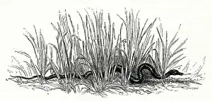 Sneaky: Illustration, Two Gentlemen of Verona, William Shakespeare