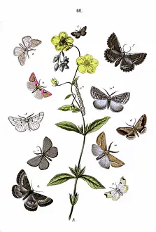 Moths: Illustration, Geometrae