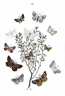 Spinosa: Illustration, Geometrae