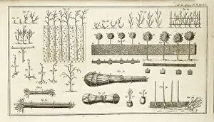 Intaglio: Illustration of growing and managing trees
