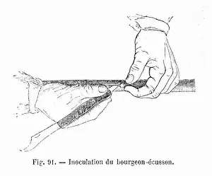 Inoculation: Illustration of inoculation of a bud shield