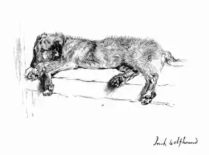 Mickie: Illustration of an Irish Wolfhound by Cecil Aldin