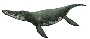 Kronosaurus: Illustration of a Kronosaurus from the prehistoric era
