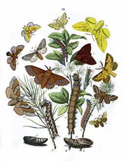 Plum: Illustration, Lasiocampidae