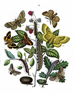 Prunus: Illustration, Lasiocampidae