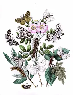 Rosa: Illustration, Liparidae -- Bombycoidae