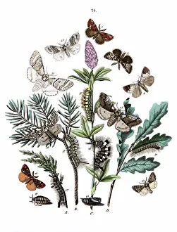 Lucerne: Illustration, Liparidae -- Notodontidae