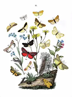 Officinalis: Illustration, Lithosidae -- Arctiidae