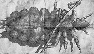 Hooke: Louse