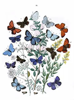 Whin: Illustration, Lycaenidae