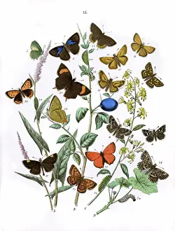 Prunus: Illustration, Lycaenidae -- Hesperiidae