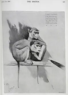 Malice: Illustration of monkeys, pointed by an umbrella, Cecil Aldin