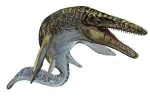 Mosasaur: Illustration of a Mosasaurus from the Cretaceous period