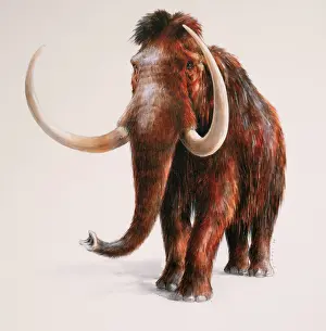 Prehistoire: Illustration, Musee de Prehistoire de Solutre