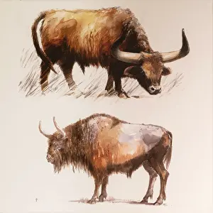 Macon: Illustration, Musee de Prehistoire de Solutre