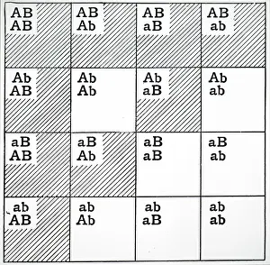 Peas: Illustration of the nature of the F2 generation