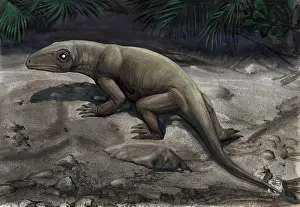 Therapsid: Illustration of a Nikkasaurus tatarinovi