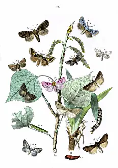 Nigra: Illustration, Noctuae