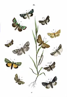 Moths: Illustration, Noctuae