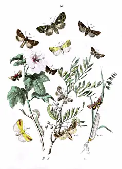 Moths: Illustration, Noctuae