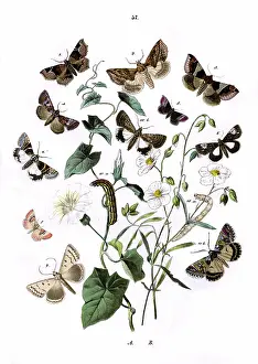 Larger: Illustration, Noctuae
