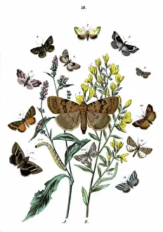 Whin: Illustration, Noctuae -- Nycteolidae