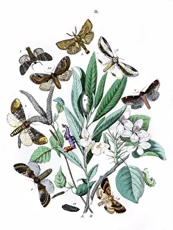 Pyrus: Illustration, Notodontidae