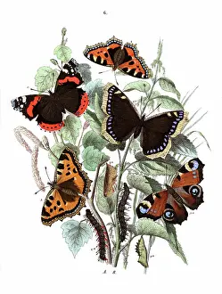 Nettle: Illustration, Nymphalidae