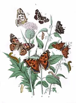 Nettle: Illustration, Nymphalidae
