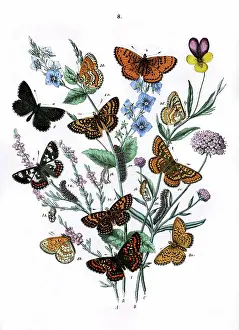 Argynnis: Illustration, Nymphalidae