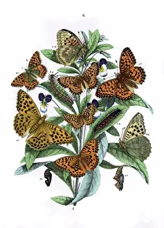 Argynnis: Illustration, Nymphalidae