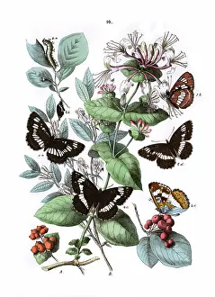 Lucilla: Illustration, Nymphalidae