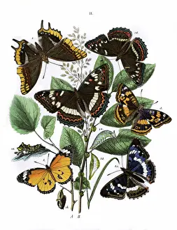 Ilia: Illustration, Nymphalidae -- Danaidae