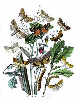 Fragaria: Illustration, Orthosiidae