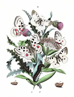 Frontispiece: Illustration, Papilionidae