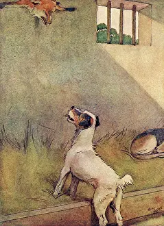 Foxes: Illustration, Peter looks up at White-Ear's skin