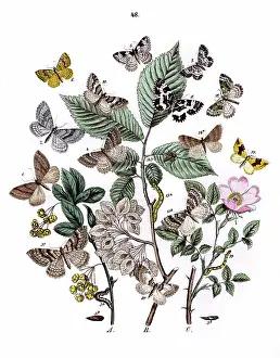 Rosa: Illustration, Phytometridae