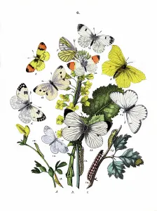 Rhamni: Illustration, Pieridae