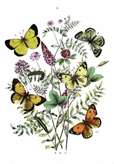 Sativa: Illustration, Pieridae
