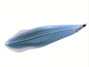 Cambrian: Illustration of a Pikaia