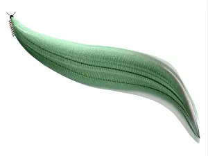 Cambrian: Illustration of a Pikaia