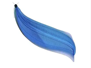 Cambrian: Illustration of a Pikaia, on white background