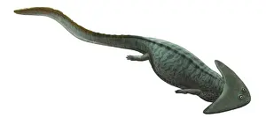 Diplocaulus: Illustration of a prehistoric era Diplocaulus