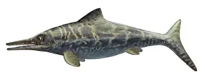 Ichthyosaur: Illustration of a prehistoric Ophthalmosaurus discus