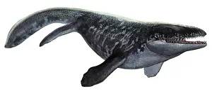 Mosasaur: Illustration of a Prognathodon from the prehistoric era