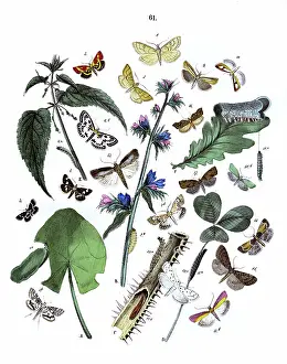 Nettle: Illustration, Pyrales -- Tortrices